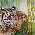 Tiger im Bambus - 30 x 40 cm (2011)