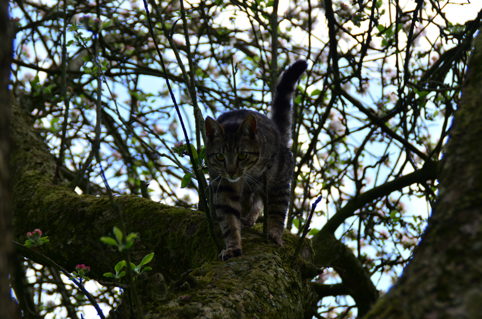 Tiger im Baum