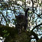 Tiger im Baum