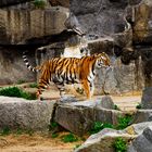 Tiger im Berliner Tierpark