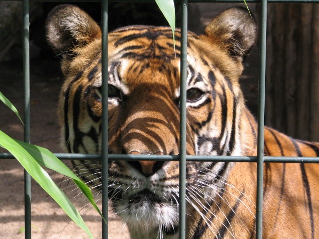 Tiger im Berliner Zoo