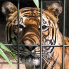 Tiger im Berliner Zoo