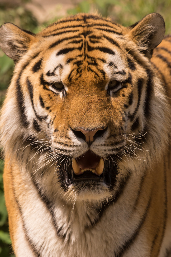 Tiger im Berliner Zoo