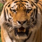 Tiger im Berliner Zoo