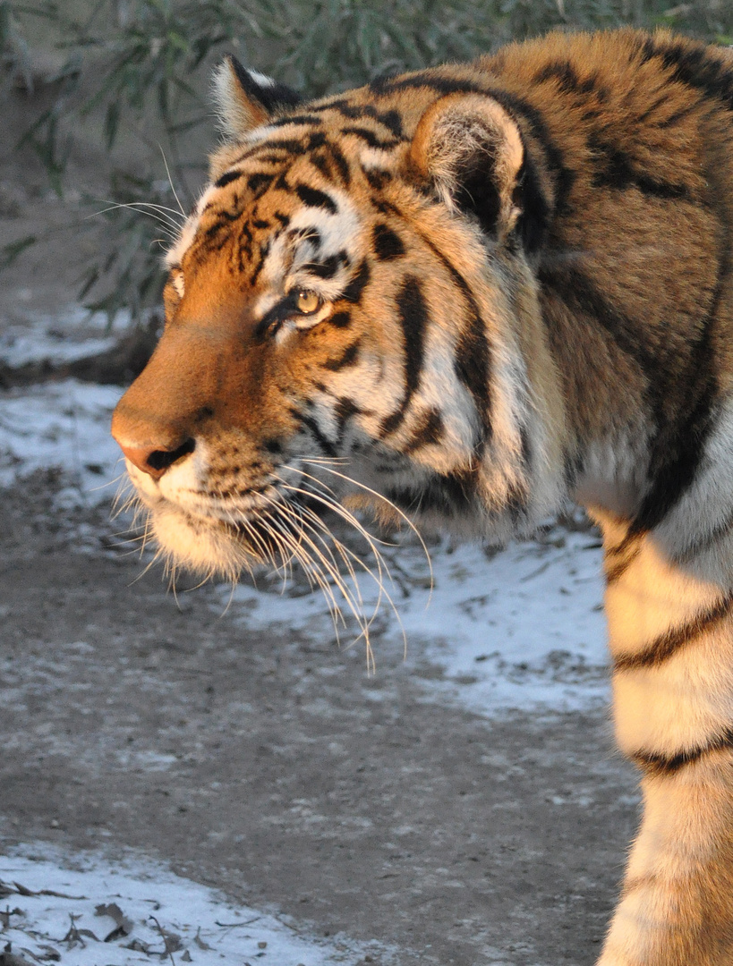 Tiger im Budapester Zoo