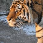 Tiger im Budapester Zoo