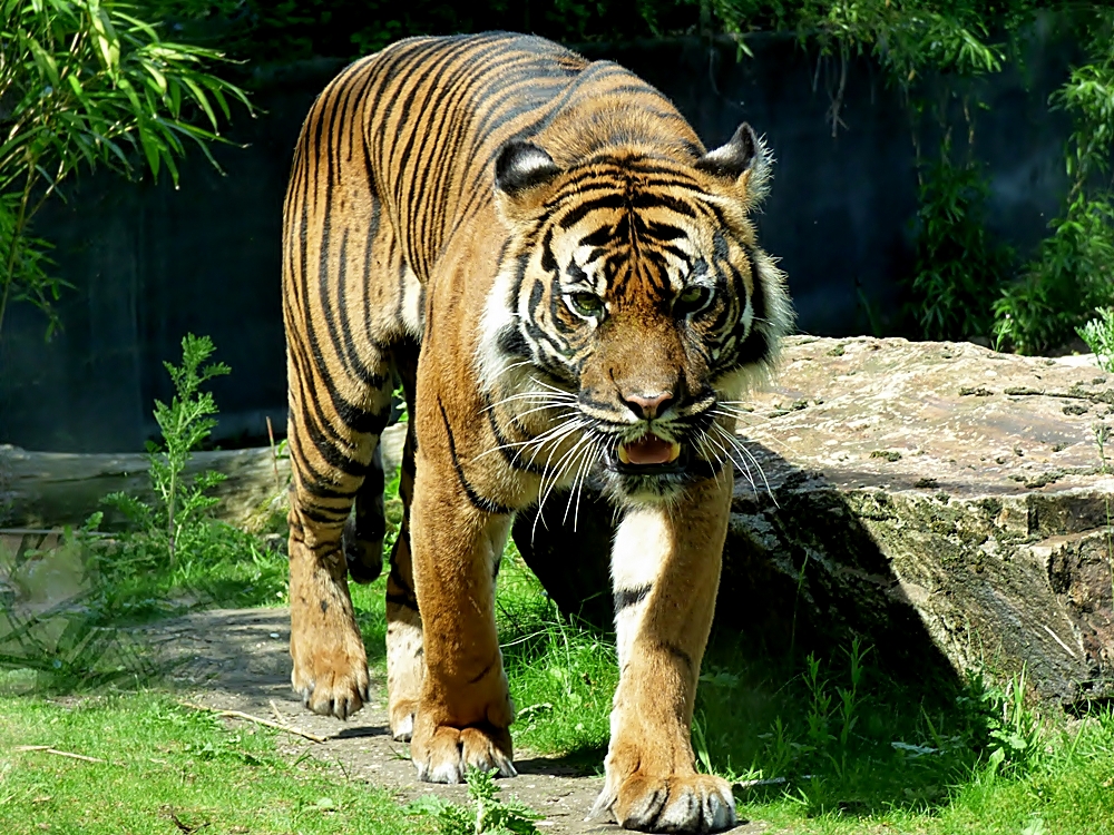 Tiger im Burger's Zoo