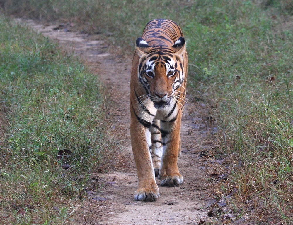 Tiger im Corbitt N.P. - Indien