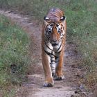 Tiger im Corbitt N.P. - Indien