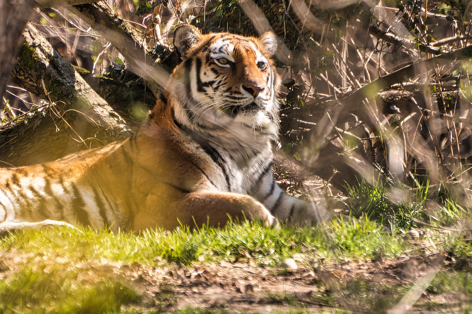 Tiger im Dickicht