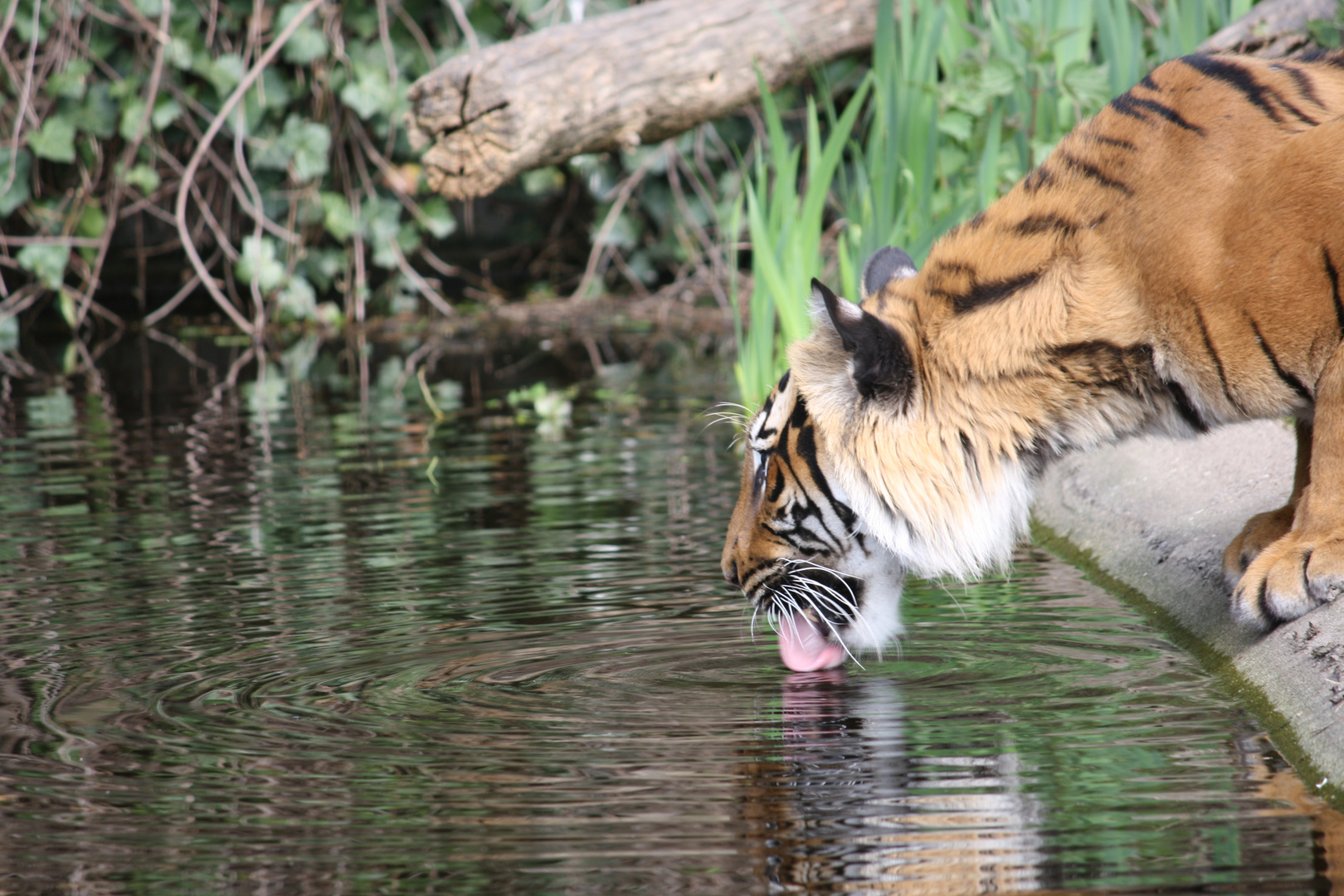 Tiger im Dortmunder Zoo
