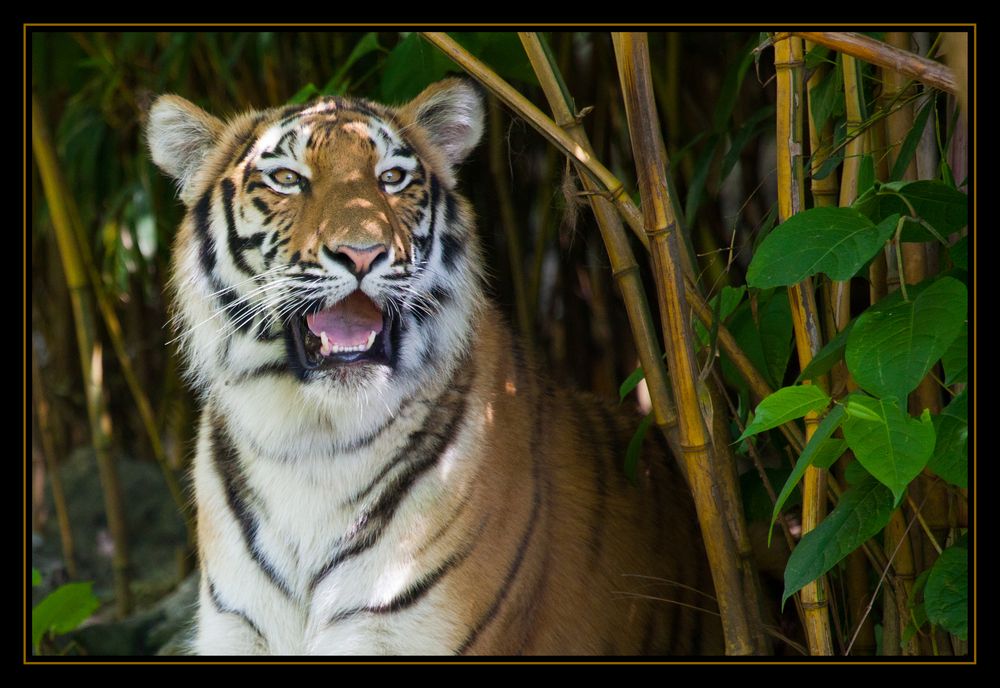 Tiger - im Duisburger Dschungel