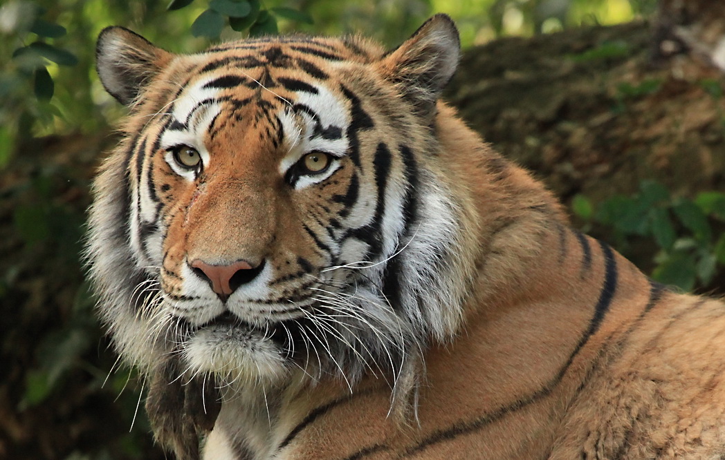 Tiger im Duisburger Zoo