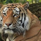 Tiger im Duisburger Zoo