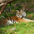 Tiger im Duisburger Zoo