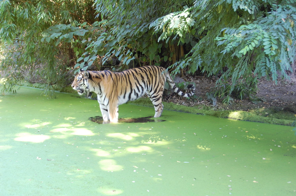 Tiger im Duisburger Zoo