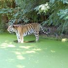 Tiger im Duisburger Zoo