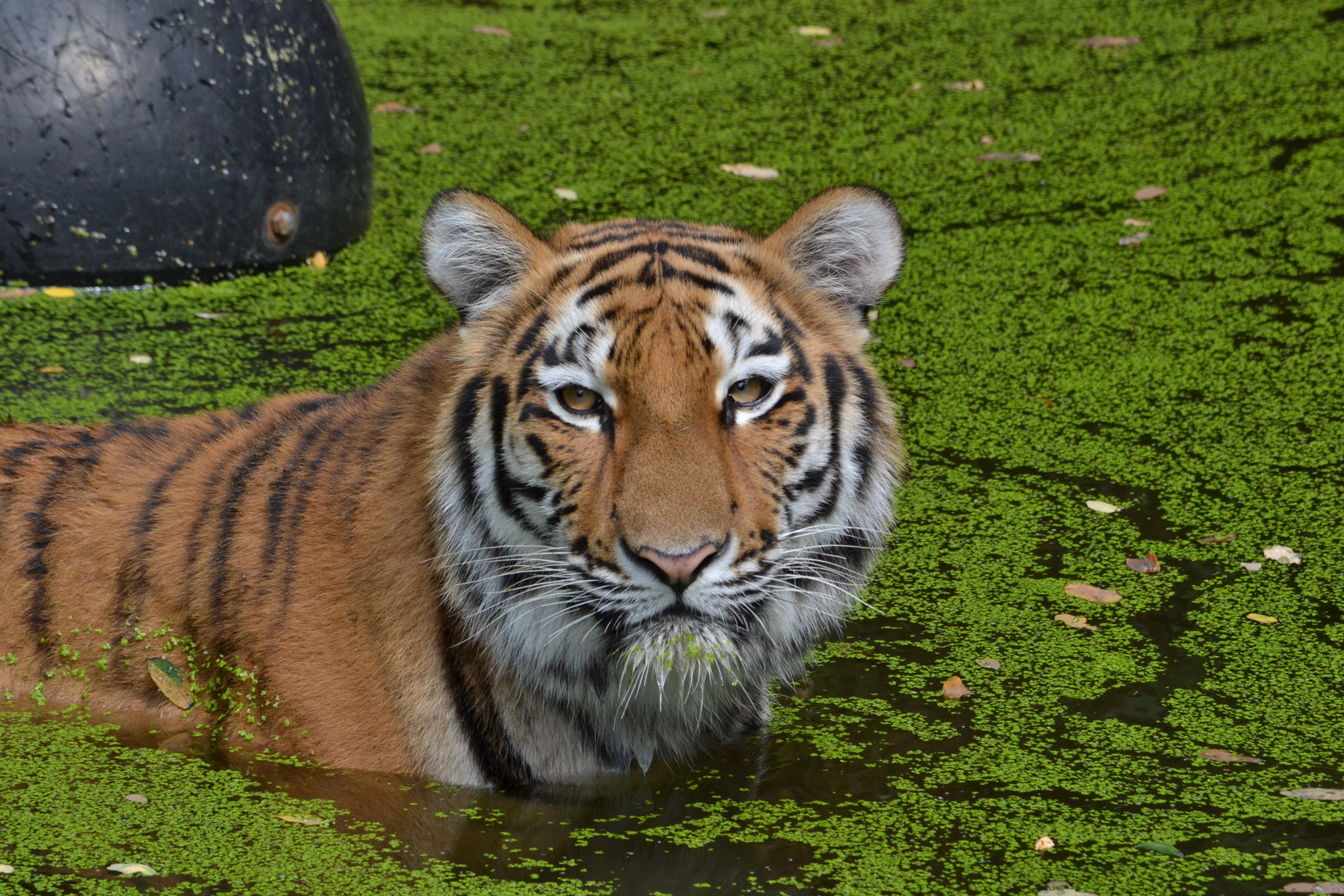 Tiger im Duisburger Zoo