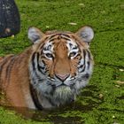 Tiger im Duisburger Zoo