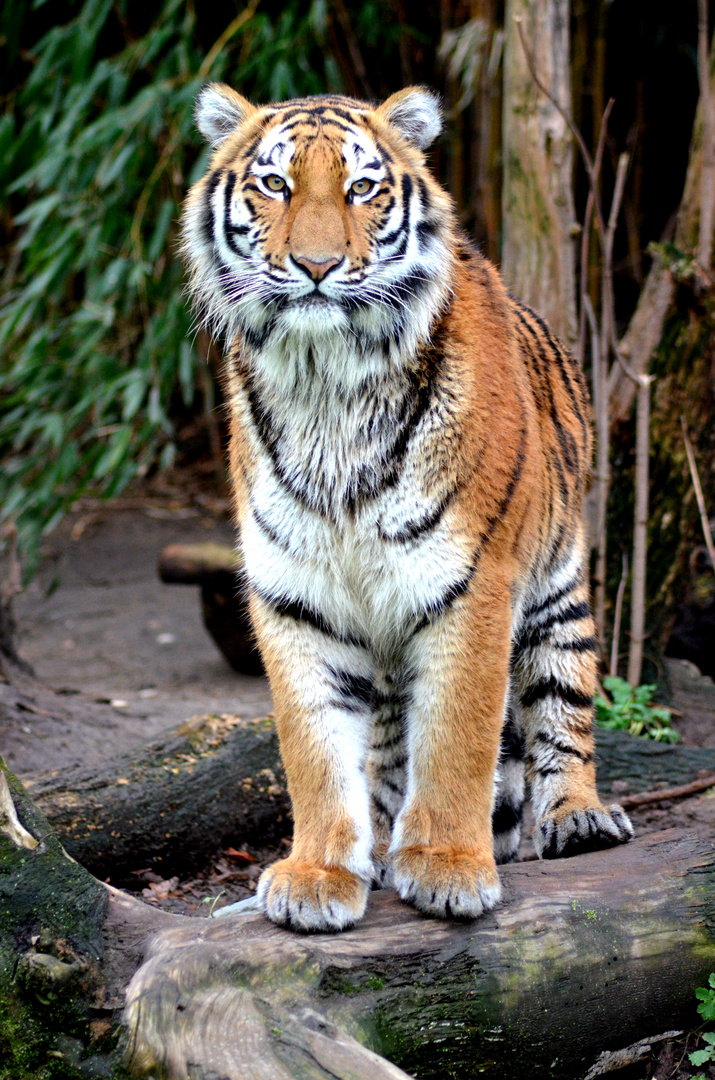 Tiger im Duisburger Zoo