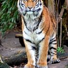 Tiger im Duisburger Zoo