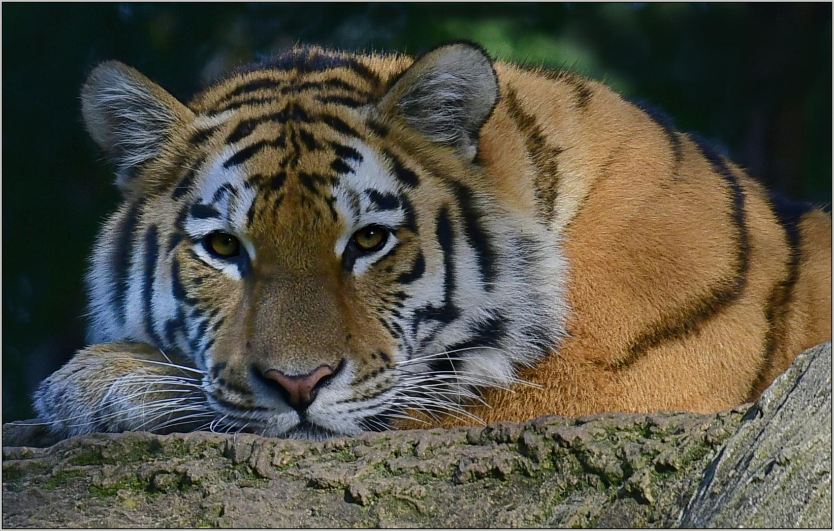 Tiger im Duisburger Zoo