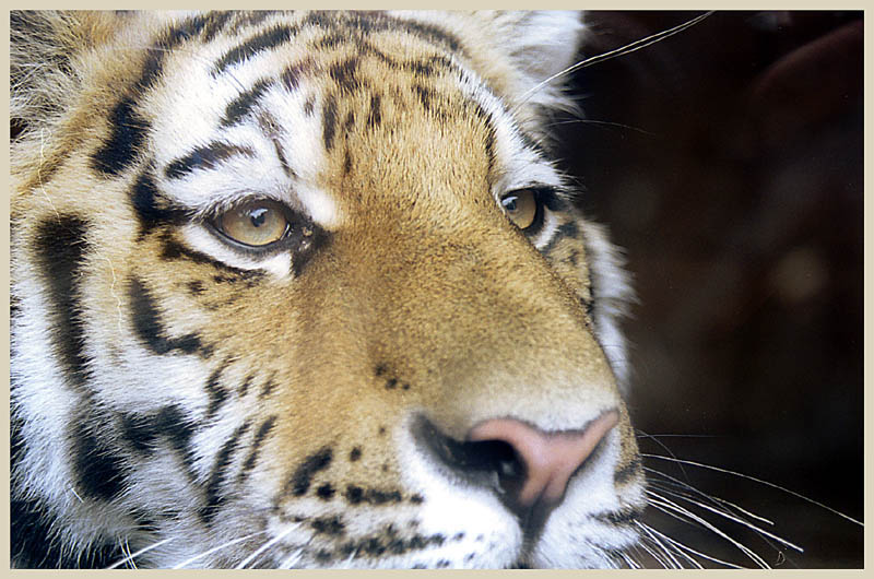 Tiger im Eifel-Zoo mit Nikon SLR