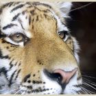 Tiger im Eifel-Zoo mit Nikon SLR