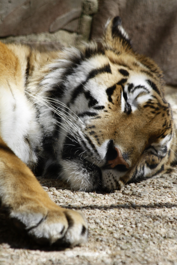 TIGER IM EIFELZOO