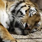 TIGER IM EIFELZOO