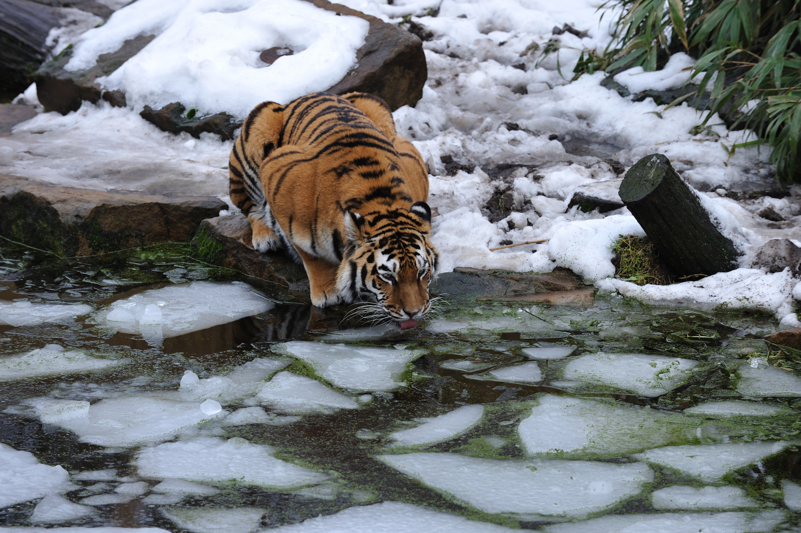 Tiger im Eis
