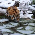 Tiger im Eis