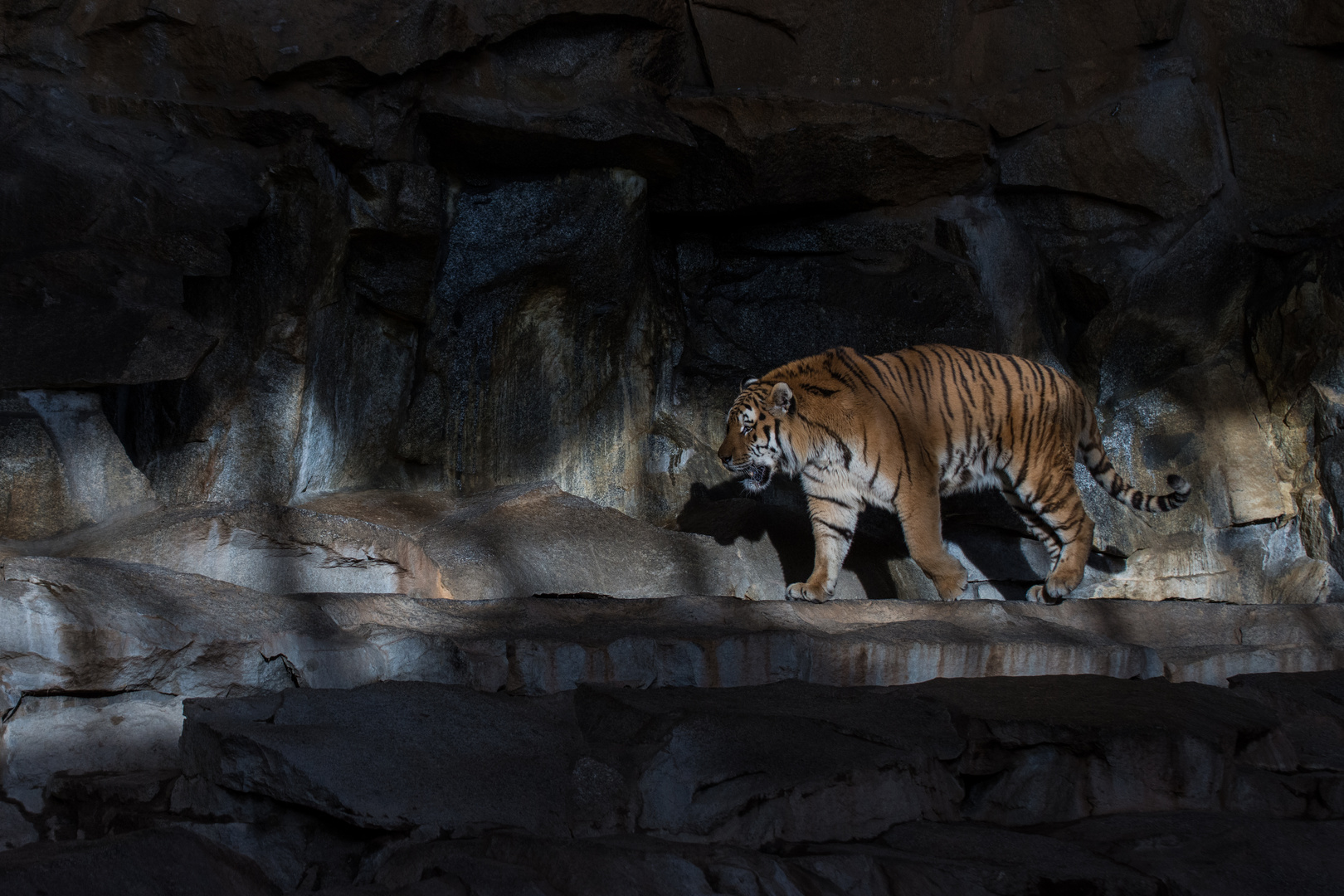 Tiger im Fensterlicht