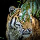 Tiger im Focus