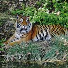 Tiger im Frankfurter Zoo