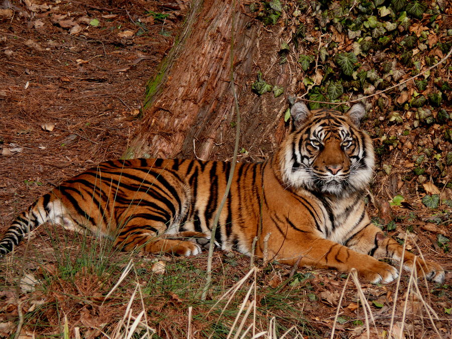 Tiger im Frankfurter Zoo