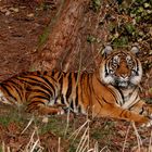 Tiger im Frankfurter Zoo