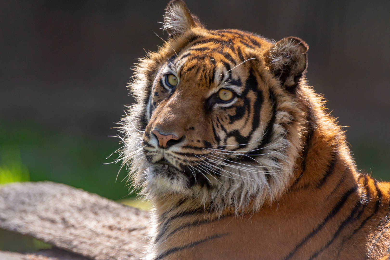 Tiger im Gegenlicht