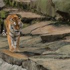 Tiger im Gehege