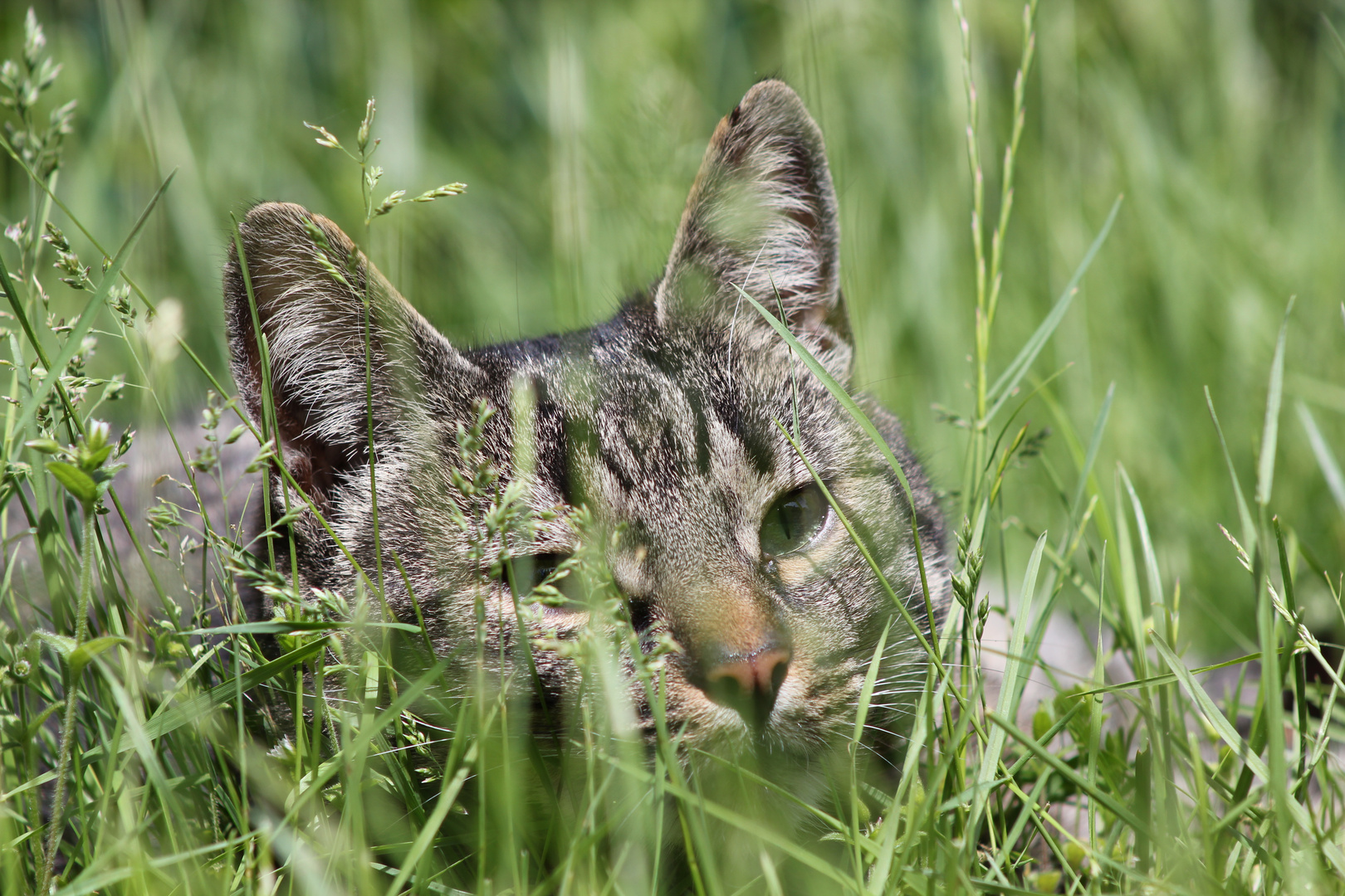 Tiger im Grasbett