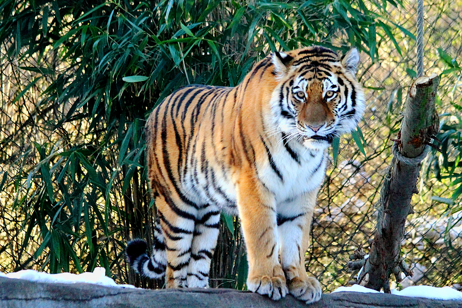 Tiger im Hamburger Zoo