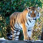 Tiger im Hamburger Zoo