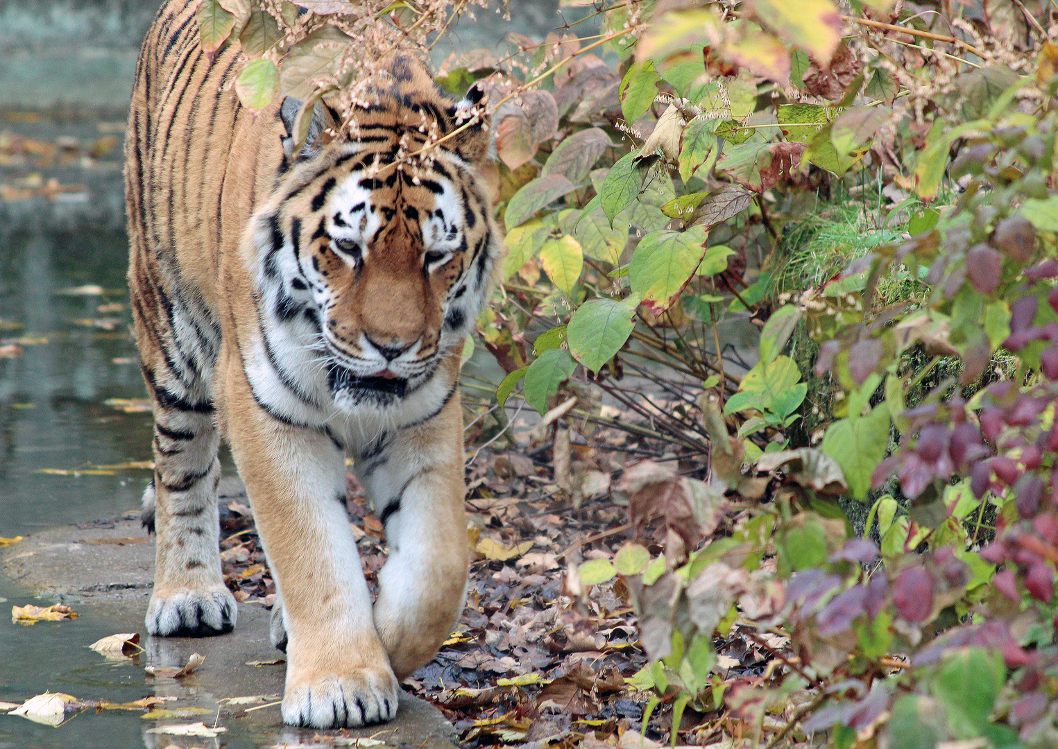 Tiger im Herbst 2