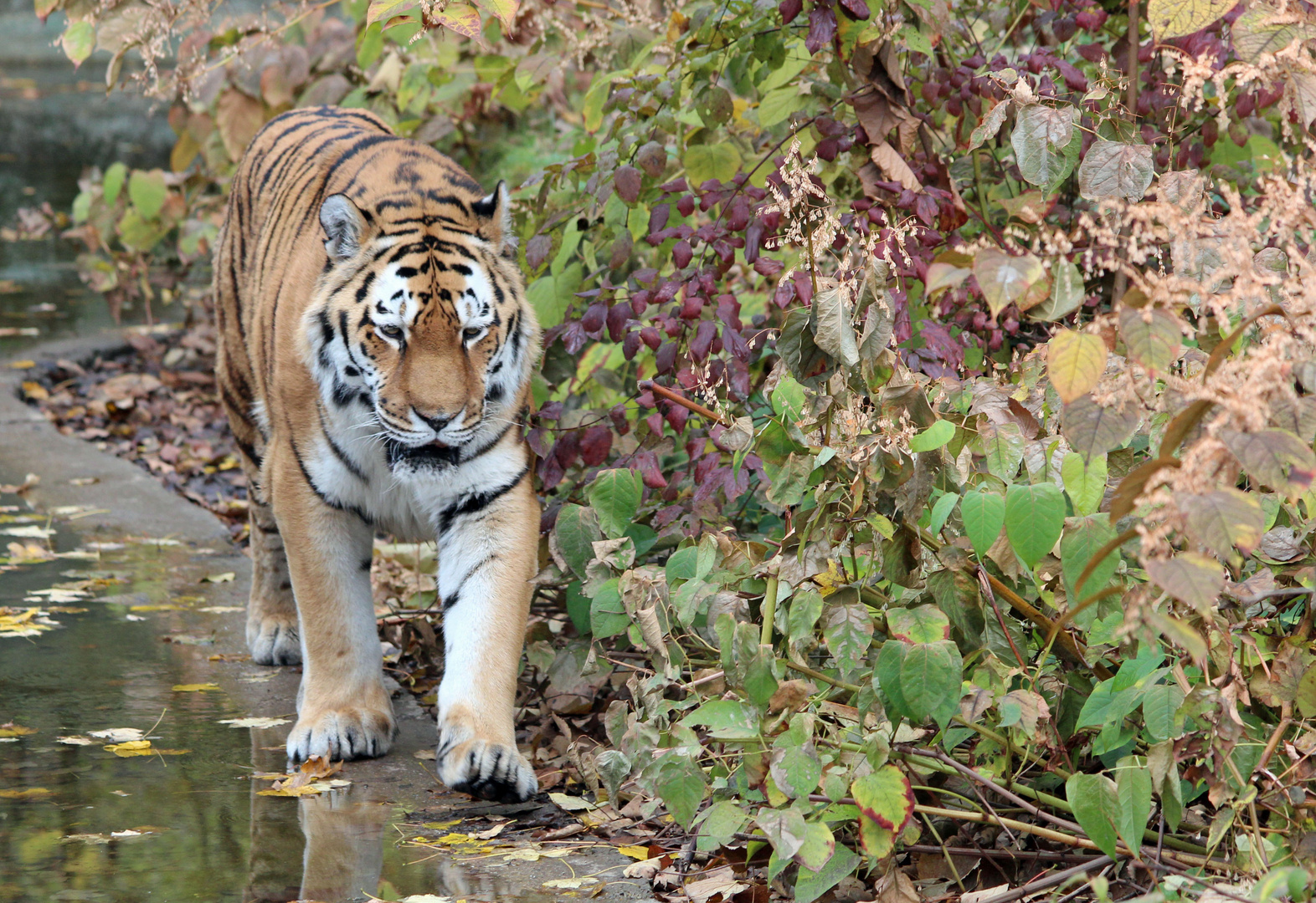 Tiger im Herbst