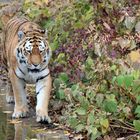 Tiger im Herbst