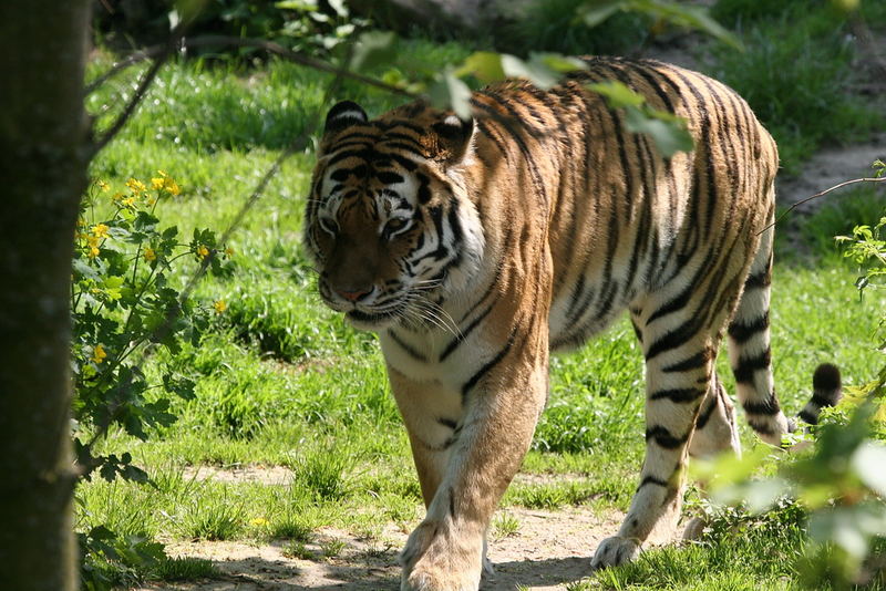 Tiger im Kölner Zoo