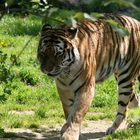 Tiger im Kölner Zoo