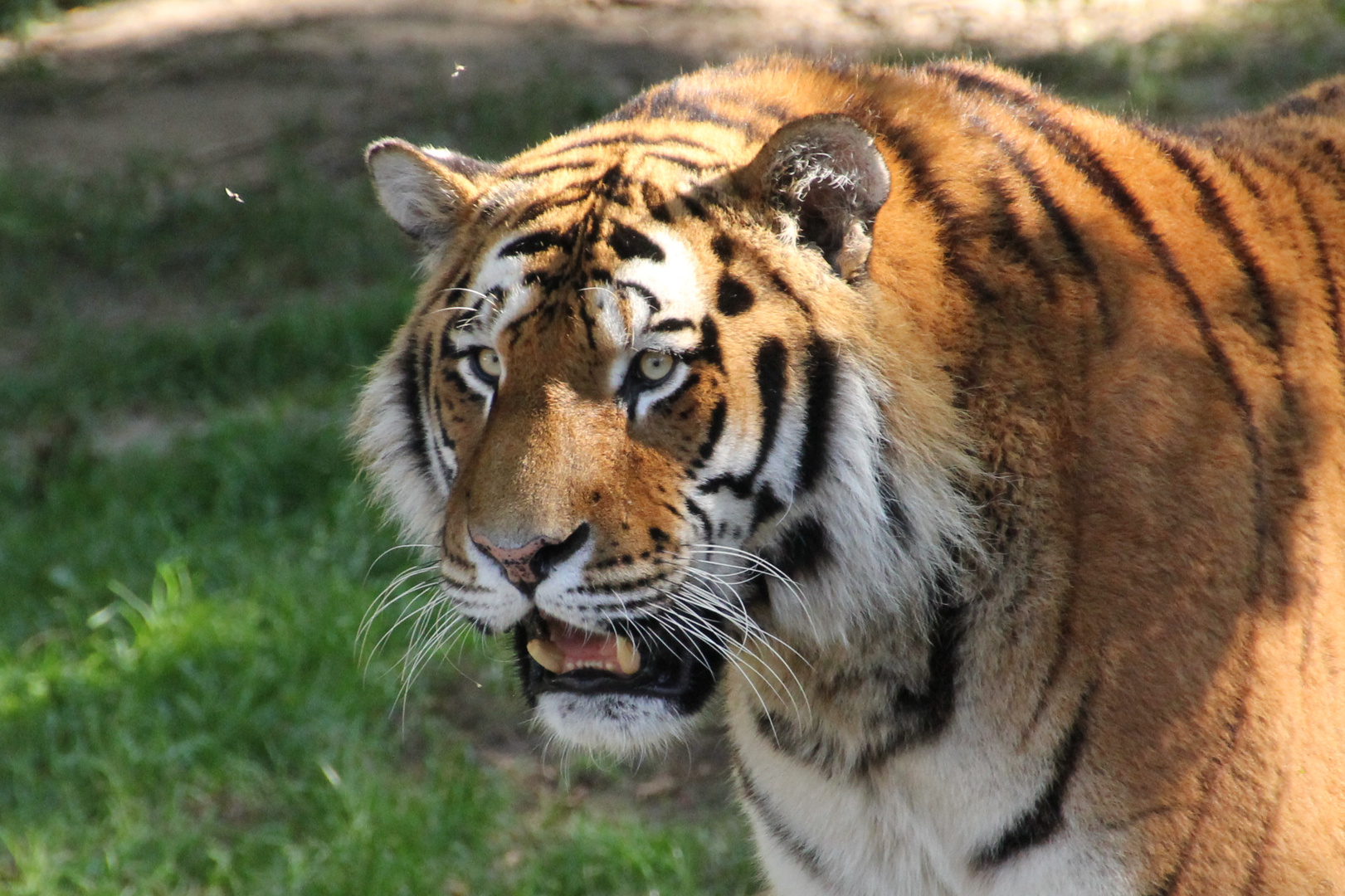 Tiger im Kölner Zoo