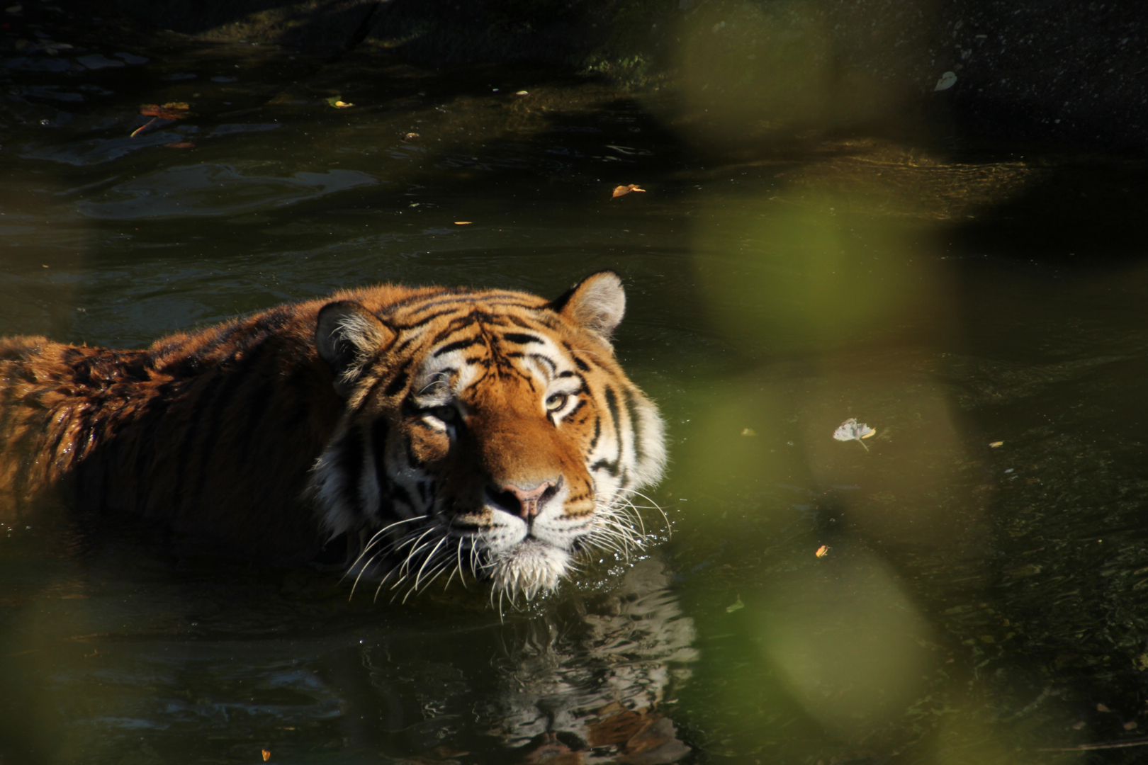 Tiger im Kölner Zoo