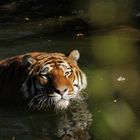 Tiger im Kölner Zoo